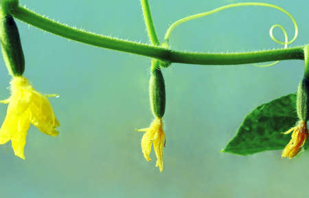 Long branch of cucumber liana with three young garden-stuffs, yellow flowers, the bent whisker searches new support. の写真素材
