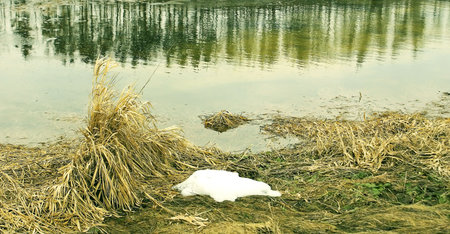 Spring landscape. A reflection of the forest is in the mirror of the cold melted water. の写真素材