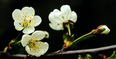 The beautiful, clean white flowers of cherries decorate the young spring verdure of garden. 