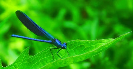 Beautiful insect on the green sheet of dandelion. の写真素材