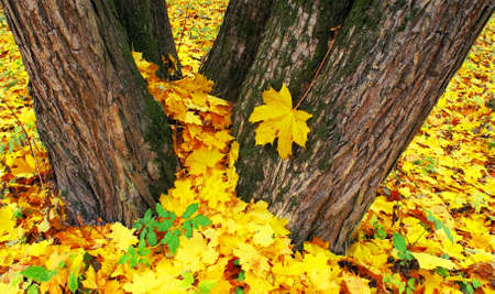 Old maples covered the earth beautiful golden carpet of leaves falling.の写真素材