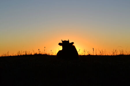 Silhouette of a cow shows against the sunの写真素材