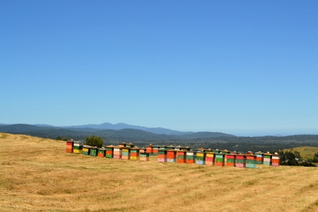 Rural wooden beehives on hilltop on the island of Chiloe, Chile, South Americaの写真素材