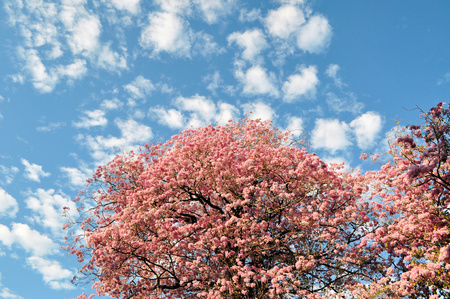 Cheery blooming in March in the hill city of Kandy, Sri Lankaの写真素材