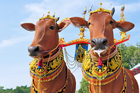 Decorated Bulls for the Bull Race in the island of Maduras capital Pamekasan in Indonesiaのeditorial素材
