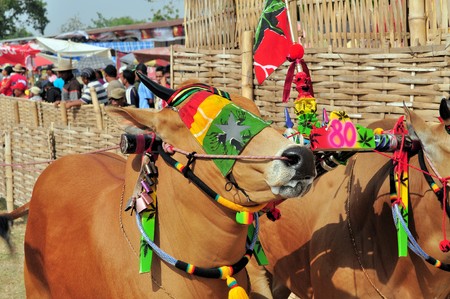 Pamekasan, Indonesia - 18 October 2014: Decorated Bulls before the final of the Bull Race, held every year on the island of Madura in the Stadium of Pamekasan, Indonesiaのeditorial素材