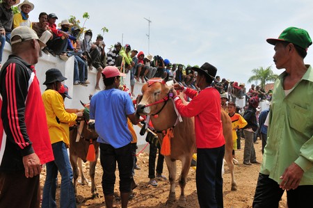 Pamekasan, Indonesia - 18 October 2014: Onlookers are eyeing decorated Bulls before the final of the Bull Race, held every year on the island of Madura in the Stadium of Pamekasan, Indonesiaのeditorial素材