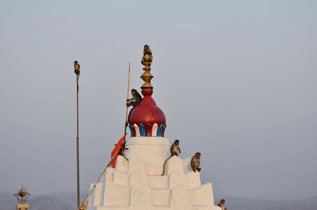 Monkeys fooling around at Hanuman Temple in Hampi, Karnataka state, India.の写真素材