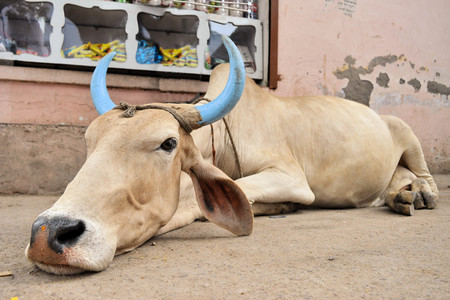 Decorated cattle with auspicious blue horns at in the town of Pushkar, Rajasthan, Indiaの写真素材