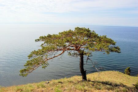 Tree with view of coast of Baikal lake, worlds biggest freshwater lake in Siberia, Russiaの写真素材