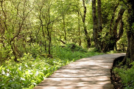Boardwalk across swampland to protect the environment from damage, Rhoen mountain range, Germanyの写真素材