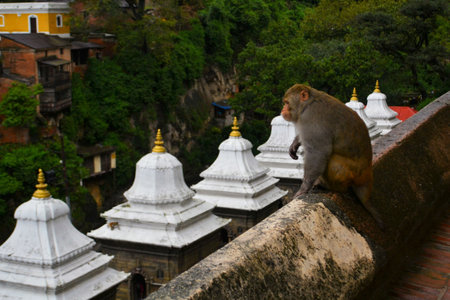 Monkey with stupas in Pashupatinath Hindu temple and cremation ghats, Khatmandu