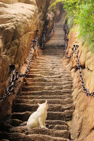 A cat is looking up part of the steep stairs on the climb of Mount Hua Shan. Traversing the 5 peaks of holy Mount Hua Shan is a weekend escape for city dwellers and tourists near Xian, China. Mount Hua Shan is one of the sacred mountains in Chinaの写真素材