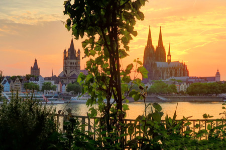 Wine grapes at sunset in front of the Koelner Dome, across the Rhine River, in Koeln, Germany.の写真素材