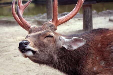 Lazy deerの写真素材