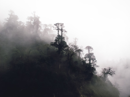 Pine trees in fog, Bhutanの写真素材