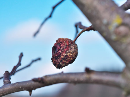 brown red of apple - Monilia fructigenaの写真素材