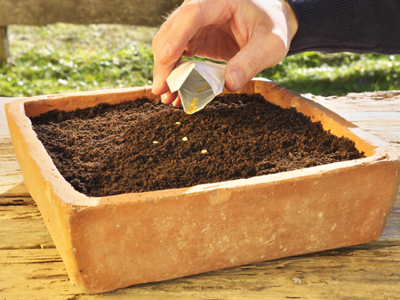 sowing in a old seed pan made of brickの写真素材