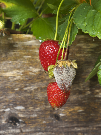 photo shows a close up of Botrytis Fruit Rot or Gray Mold of strawberries - upright formatの写真素材