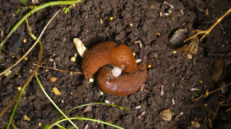 photo shows two slugs ready to mate