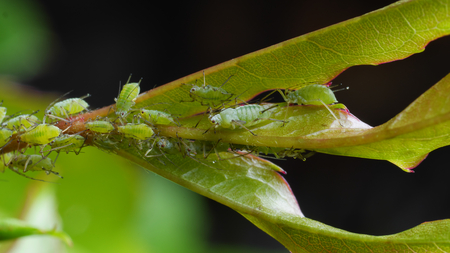 Closeup of sucking green aphids on rose shootの写真素材