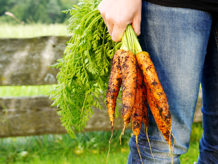 close up hands holding carrots after harvestの写真素材