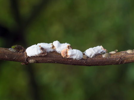 image shows a group of hydrangea scale insects sucking on branch