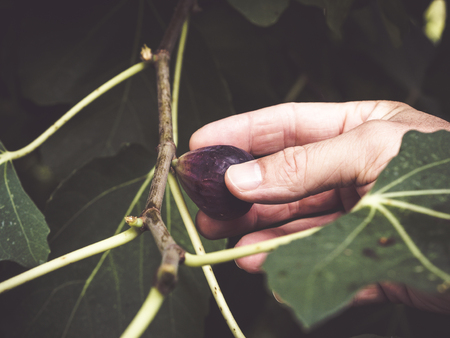 image shows a hand picking a ripe fig from a fig tree - Ficus caricaの写真素材