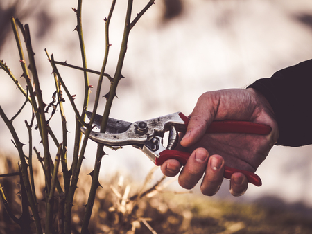 closeup of gardeners hand holding a pruning shear to cut rose branchesの写真素材