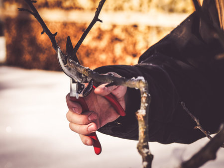 image shows a hand holding a pruning shear to cut a apple tree branch