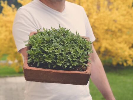 Shows a man holding young tomato plants growing in seed pan made of brickの写真素材