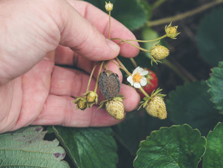 photo shows a hand holding a strawbery with Botrytis fruit rot or gray mold of strawberries -...