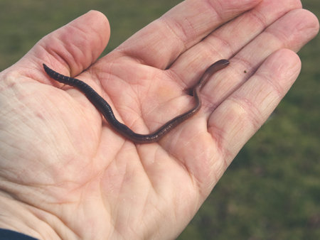 image shows a gardeners hand hodling a typical earthworm in front of green lawn