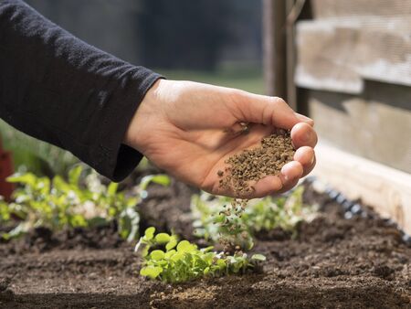 agriculture hand or farmers hand spreading organic fertilizer for organic farming with non gmo fertilizer close to soil or growing media; background shows raised garden bed and vegetable plantsの写真素材