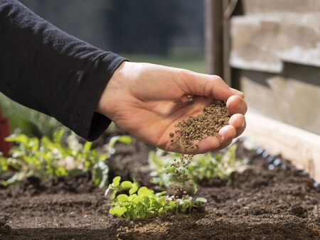 agriculture hand or farmers hand spreading organic fertilizer for organic farming with non gmo fertilizer close to soil or growing media; background shows raised garden bed and vegetable plantsの素材 [FY310143839727]