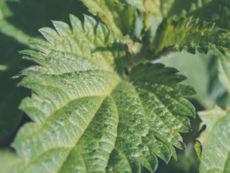 leaf of young nettle for herbal medicine. Urtica dioica - close up of weed - stining nettle growing on a courtyardの写真素材