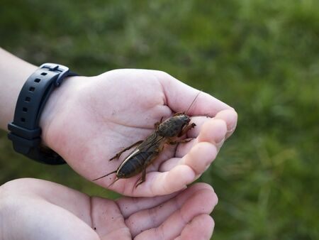 mole cricket - Gryllotalpa gryllotalpa as a serious pests of vegetable crops through feeding and tunnelling in handの写真素材