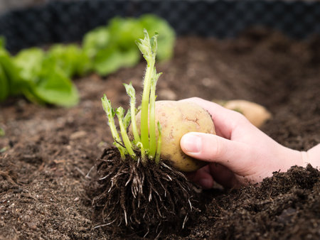 hand placing tubers in ground, healthy sprouts chitting seed potatoes after preparing seed potatoes for planting; greensproutingの写真素材