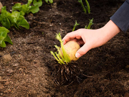 hand placing tubers in ground, healthy sprouts chitting seed potatoes after preparing seed potatoes for planting; greensproutingの写真素材