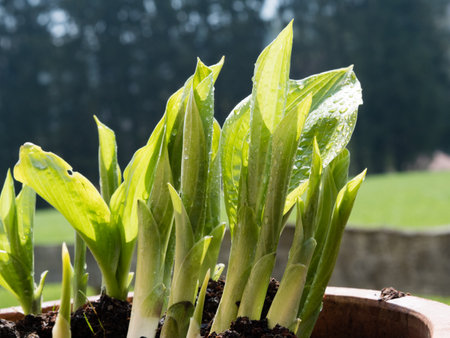 spring Hosta shoots of potted plant, new green shoots push out of soil; nice garden at the backgroundの写真素材