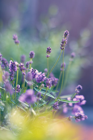 lavender blossoming in sunlight