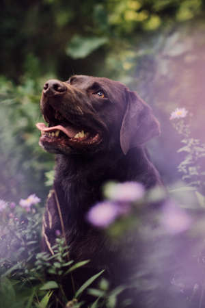 Labrador waiting in field full of flowersの写真素材