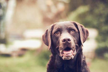Brown Labrador smiling for the camera