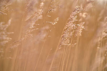 golden reed backgroundの写真素材
