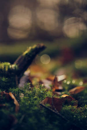 Moss on the forest ground with sunlightの写真素材