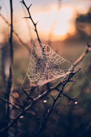 cobweb in the morning lightの写真素材