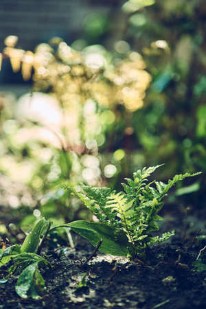 Small Fern in spring sunlightの写真素材