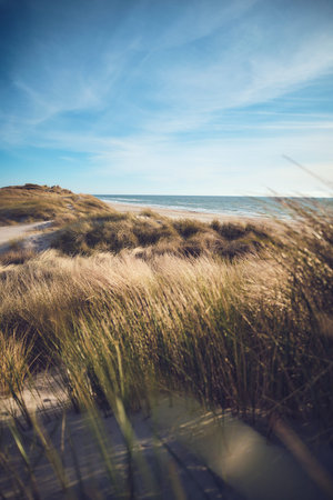 Dunes at the north sea coast at best summer weather