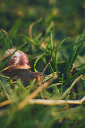 Tiny Snail in grassの写真素材