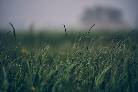 Green Grass after Rainy dayの写真素材